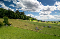 Kühe Weide Allgäu